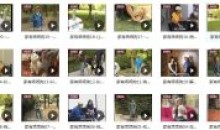 狗狗基本训练技巧之纠正不良行为