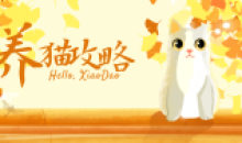 养猫攻略 快速成长为养猫专家