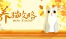 猫咪训练养猫攻略小技巧50秘诀