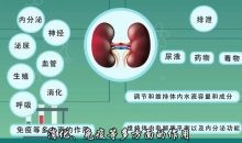 肾虚系列课—男士补肾养生宝典