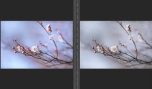 梅花四摄,梅花摄影技巧与后期,主讲:葛宏军老师