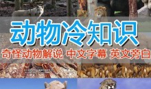 外面卖1699的国外纪录片解说(动物解说、美食、动画片)稳过中视频