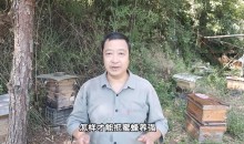 蜜蜂养殖技术