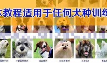 让你的狗狗听话 狗狗训练课程