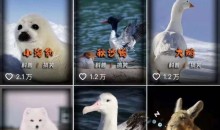 动物科普解说项目,撸创作者伙伴计划收益,保姆级实战教程