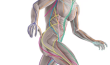 肌筋膜链康复技术大汇总(康复师必备掌握)