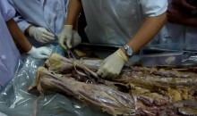 真人解剖班视频_全部真人演示的基础解剖学视频_法医解剖视频