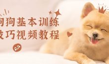 狗狗基本训练技巧视频教程