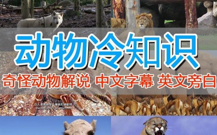 外面卖1699的国外纪录片解说动物解说、美食、动画片