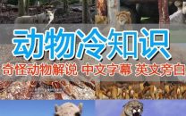 外面国外纪录片解说动物解说美食中视频