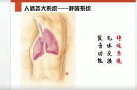 李哲老师讲人体组织和结构10课集