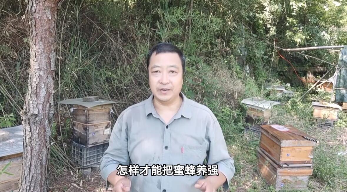 蜜蜂养殖技术