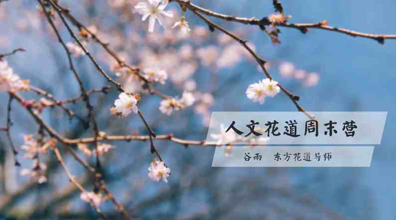 谷雨老师《人文花道美学营》插花教程