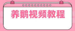 养鹅技术视频教程