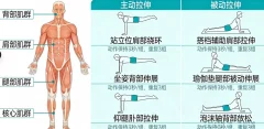 全身肌群—主动被动松解拉伸