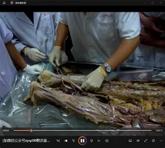 真人解剖班视频_全部真人演示的基础解剖学视频_法医解剖视频