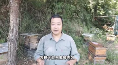 蜜蜂养殖技术